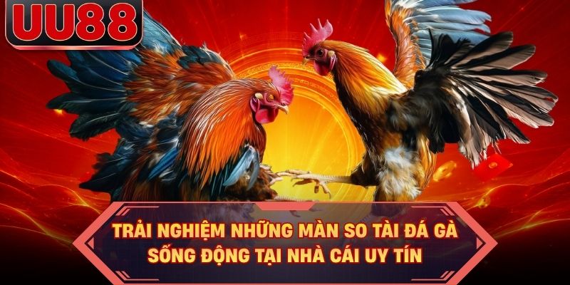 Trải nghiệm những màn so tài đá gà sống động tại nhà cái uy tín Trải nghiệm những màn so tài đá gà sống động tại nhà cái uy tín